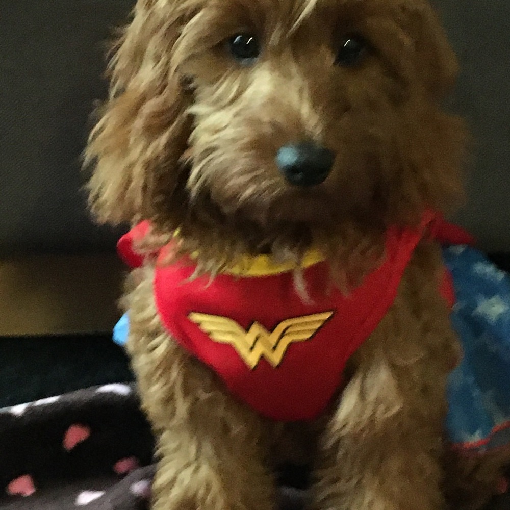 Wonder Woman dress